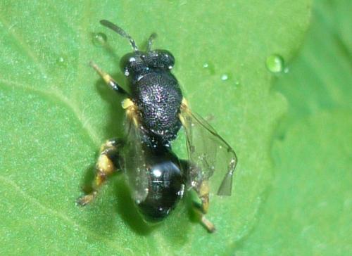 Brachymeria (tibialis-zygaeneae)